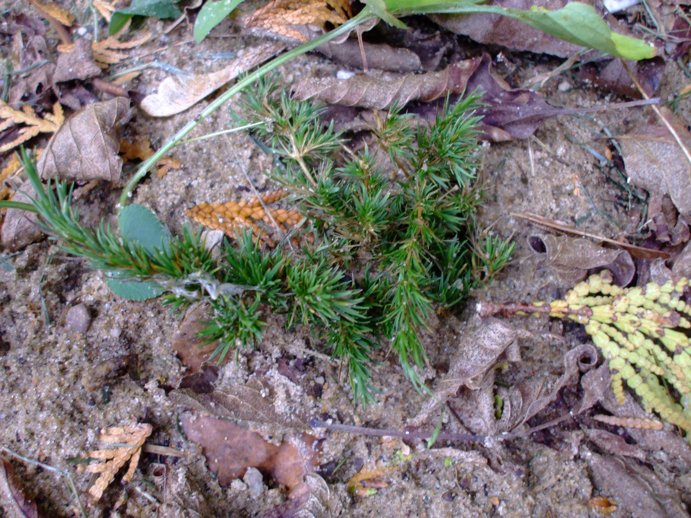 Minuartia michauxii